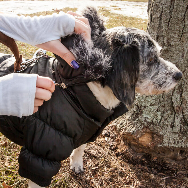 Metallic Fashion Pet Parka Coat - Image 31