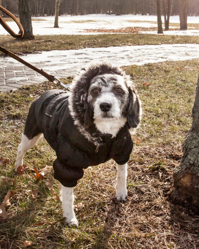 Metallic Fashion Pet Parka Coat - Image 32