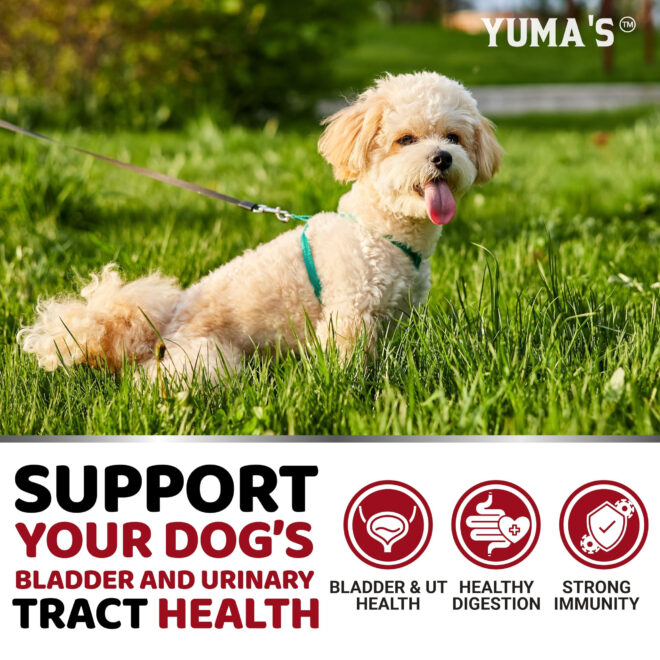 Dog UTI Treatment 170 Treats Cranberry Supplement for Dogs Bladder Control for Dogs - Image 4