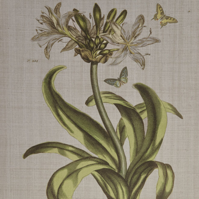 4-piece Botanical Illustration Framed Canvas Wall Art Set - Image 9