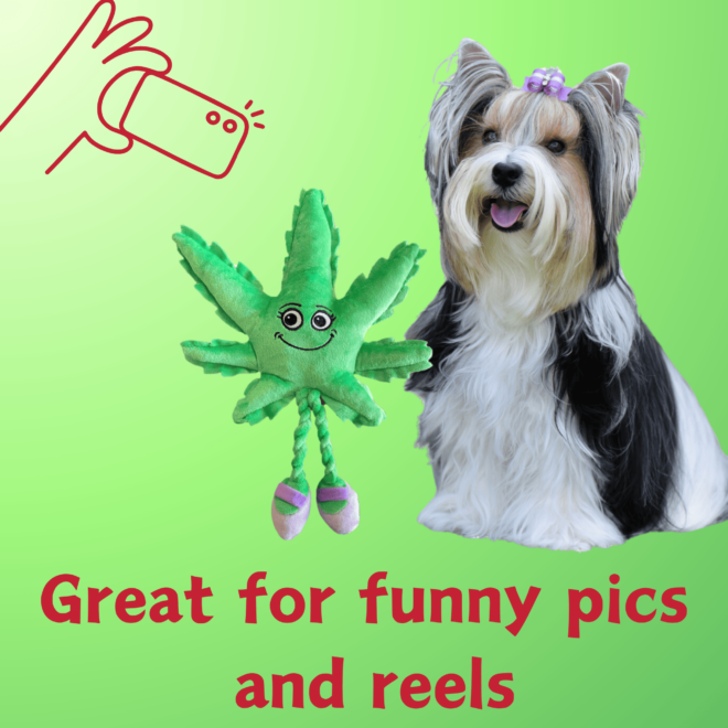 My Name is Mary Jane, Cute Stuffed Parody Marijuana Leaf Dog Toy, Funny Squeaky Weed Toy, Cool Plush Novelty 420 Gift for Puppies & Small, Medium & Large Breeds, For Fetch & a Photo Prop, Shelf-Sitter - Image 3