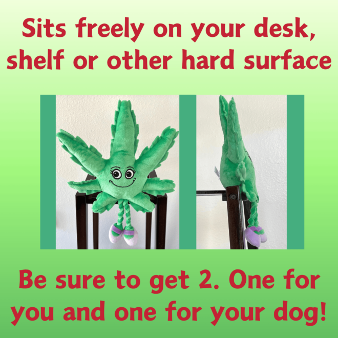 My Name is Mary Jane, Cute Stuffed Parody Marijuana Leaf Dog Toy, Funny Squeaky Weed Toy, Cool Plush Novelty 420 Gift for Puppies & Small, Medium & Large Breeds, For Fetch & a Photo Prop, Shelf-Sitter - Image 8