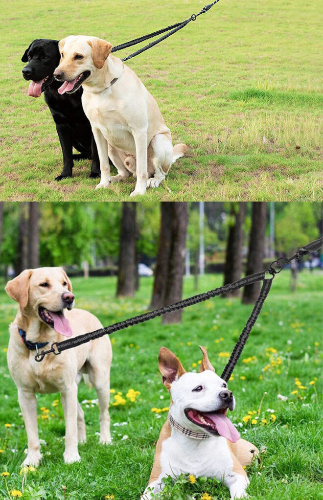 Dog Double Leashes - No Tangle Dog Leash Coupler; Comfortable Shock Absorbing Reflective Bungee Lead for Nighttime Safety - Image 27