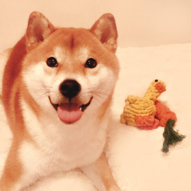 Dog Rope Toys For Grinding And Cleaning Teeth - Image 9