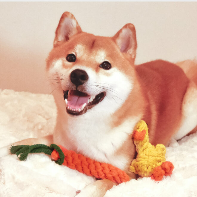 Dog Rope Toys For Grinding And Cleaning Teeth - Image 10