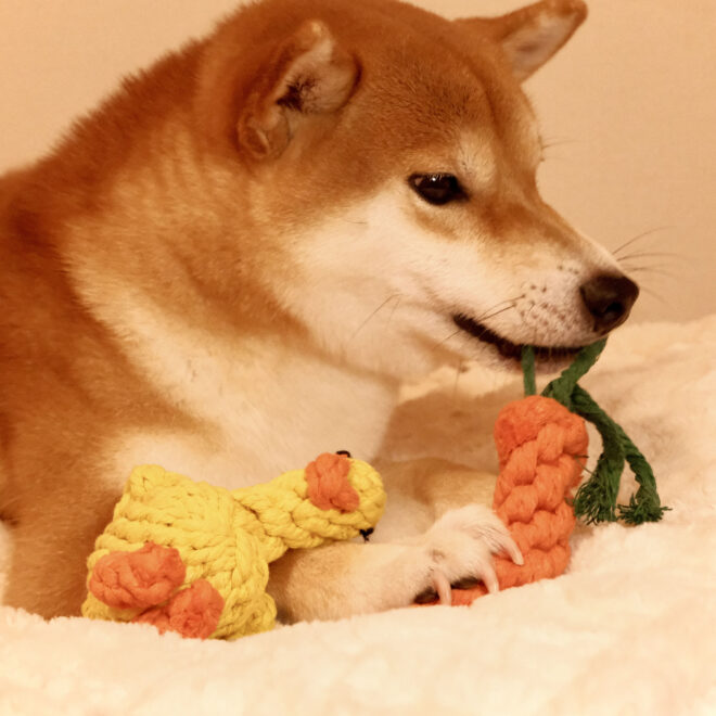 Dog Rope Toys For Grinding And Cleaning Teeth - Image 12