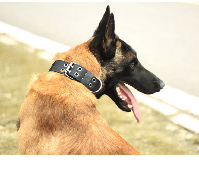 Super strong large dog collar with D-Ring & Buckle Collars Medium sized dog Golden haired horse dog Fierce dog collar - Image 32