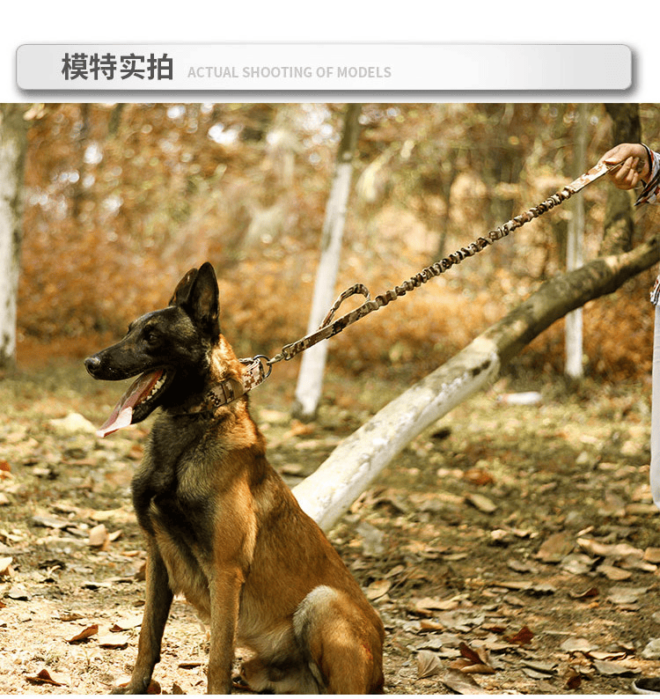 Super strong large dog collar with D-Ring & Buckle Collars Medium sized dog Golden haired horse dog Fierce dog collar - Image 31