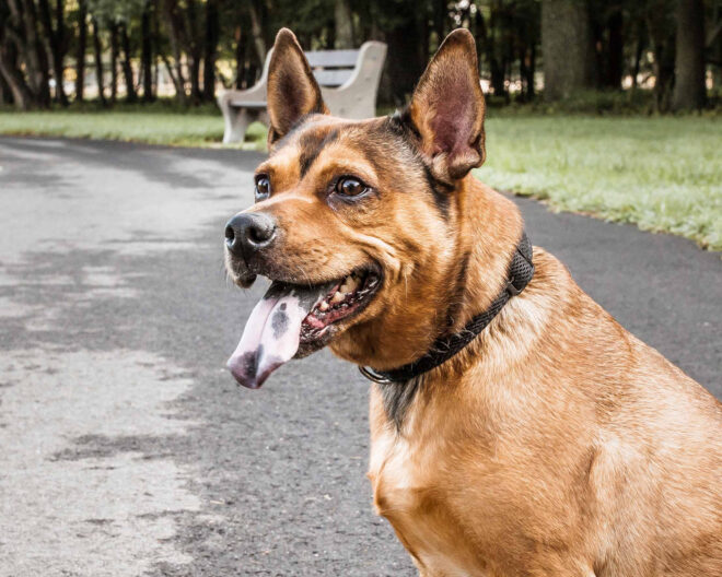 Pet Life 'Aero Mesh' 360 Degree Dual Sided Comfortable And Breathable Adjustable Mesh Dog Collar - Image 46