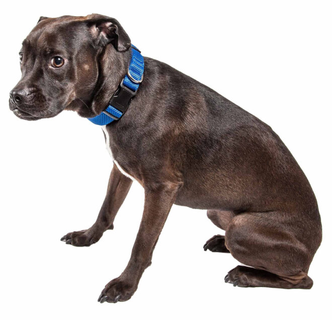 Pet Life 'Aero Mesh' 360 Degree Dual Sided Comfortable And Breathable Adjustable Mesh Dog Collar - Image 95