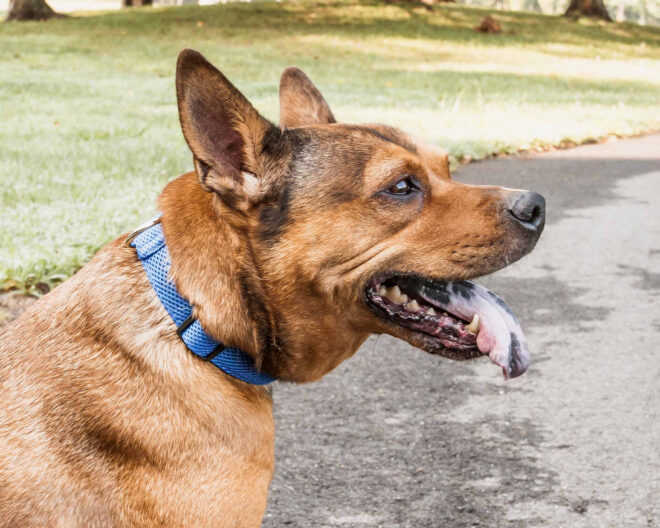 Pet Life 'Aero Mesh' 360 Degree Dual Sided Comfortable And Breathable Adjustable Mesh Dog Collar - Image 97