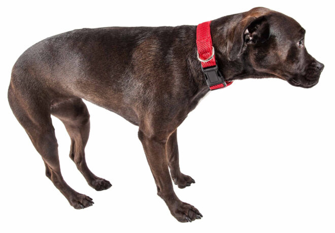 Pet Life 'Aero Mesh' 360 Degree Dual Sided Comfortable And Breathable Adjustable Mesh Dog Collar - Image 34