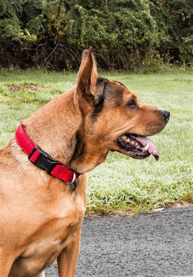 Pet Life 'Aero Mesh' 360 Degree Dual Sided Comfortable And Breathable Adjustable Mesh Dog Collar - Image 36