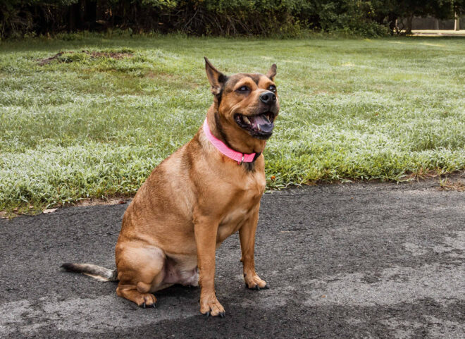 Pet Life 'Aero Mesh' 360 Degree Dual Sided Comfortable And Breathable Adjustable Mesh Dog Collar - Image 30