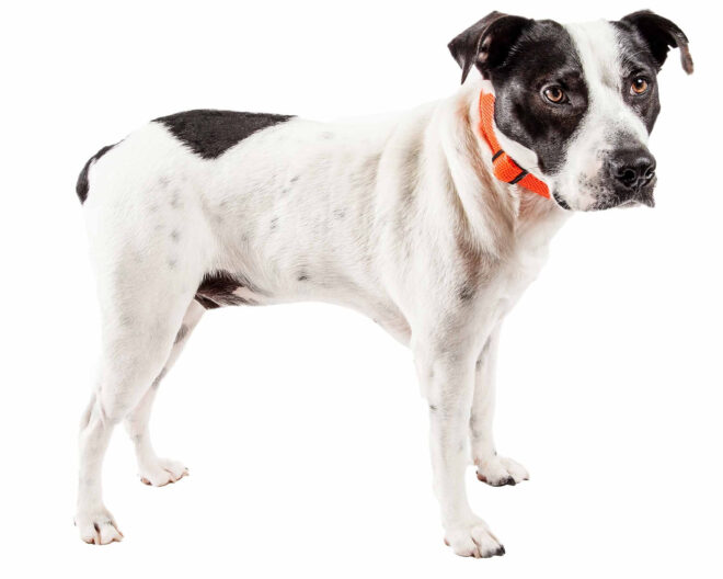 Pet Life 'Aero Mesh' 360 Degree Dual Sided Comfortable And Breathable Adjustable Mesh Dog Collar - Image 11