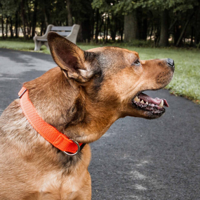 Pet Life 'Aero Mesh' 360 Degree Dual Sided Comfortable And Breathable Adjustable Mesh Dog Collar - Image 12