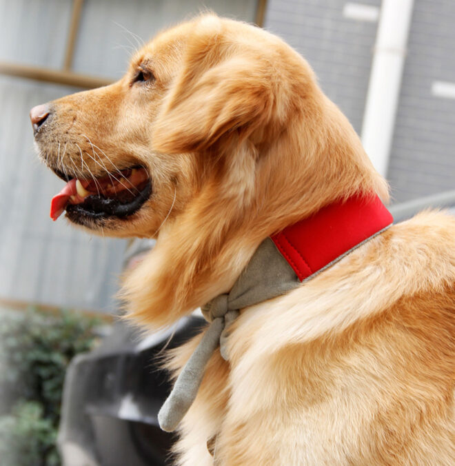 Pet Life Neo-Breeze Flexible Terry Neoprene Ice Pack Insert Able And Adjustable Cooling Dog Neck Wrap - Image 2