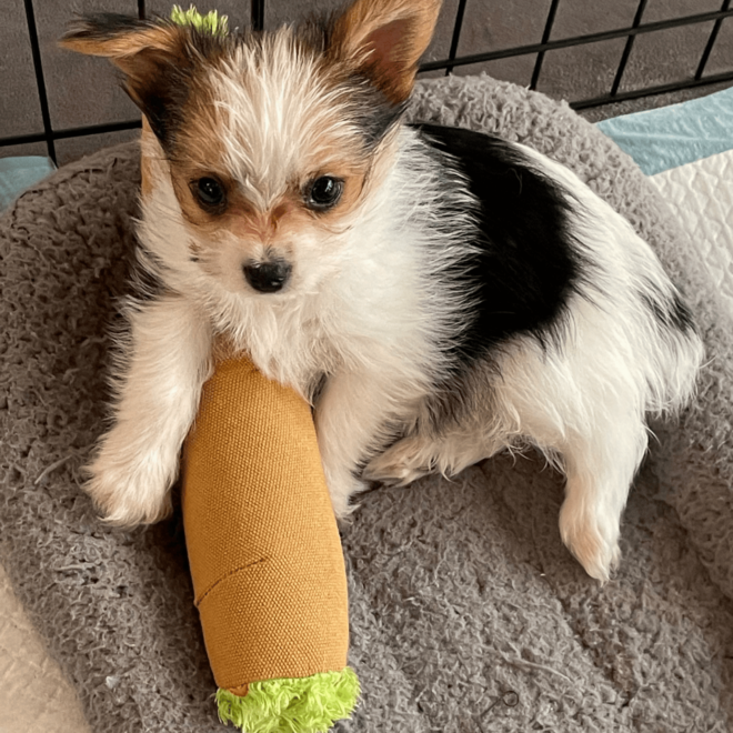My Name is B, Cute Stuffed Parody Blunt Dog Toy, Funny Squeaky Weed Toy, Cool Plush Novelty 420 Gift for Pets & Their Owners, Sized for Puppies & Small, Medium & Large Breeds, For Fetch & a Photo Prop - Image 10