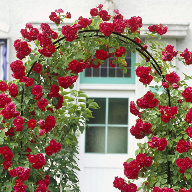 78"H x 45"W Metal Garden Arch Trellis; Adjustable Arbor Trellis for Garden Climbing Plants Support or Wedding Decor - Image 6