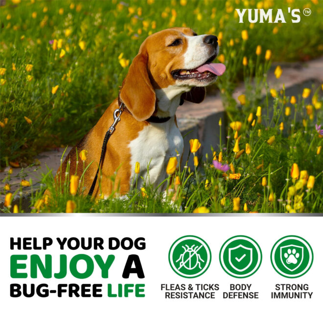 Flea and Tick Prevention for Dogs Chewables 170 Treats Natural Dog Flea and Tick Treatment All Breeds & Ages Made in USA - Image 4